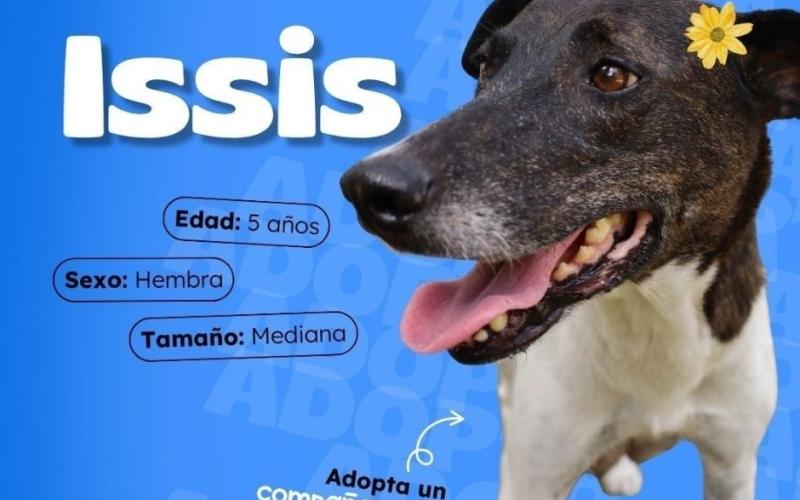 Buscamos familia para amar
