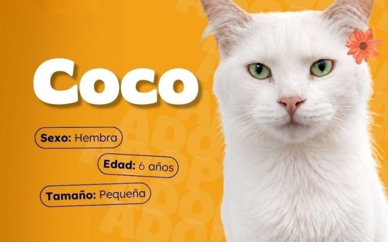 Un hogar para cada gatito