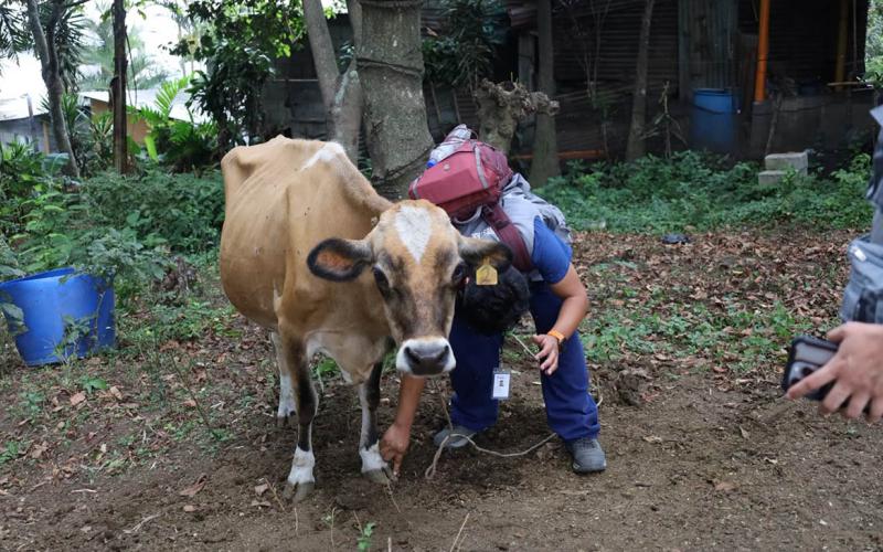UBA atiende animales en comunidades afectadas por erupción