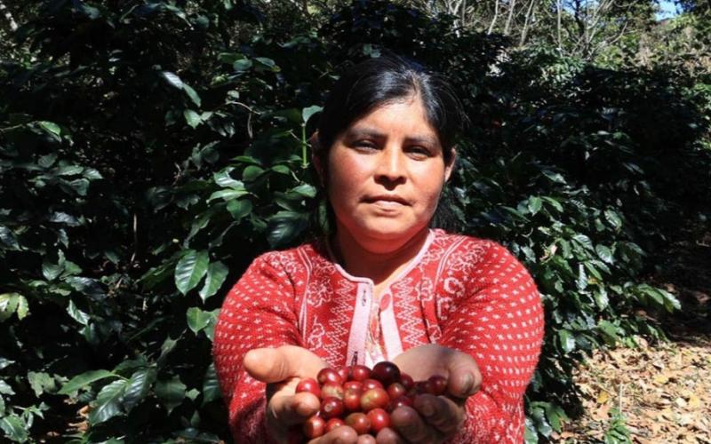 Pueblos indígenas fortalecen la seguridad alimentaria y el desarrollo agrícola del país