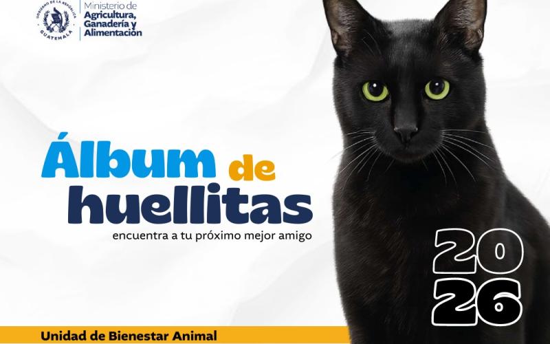 ¿Está listo para adoptar? 