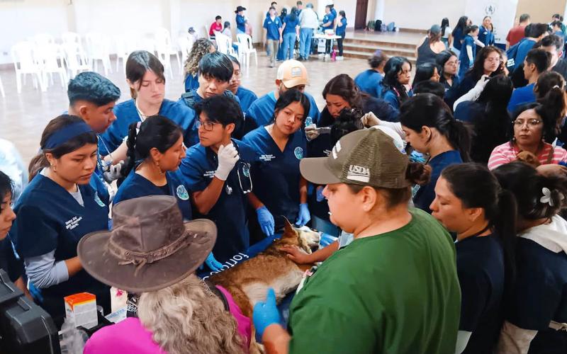 Brindan atención a los animales de compañía durante jornada de salud