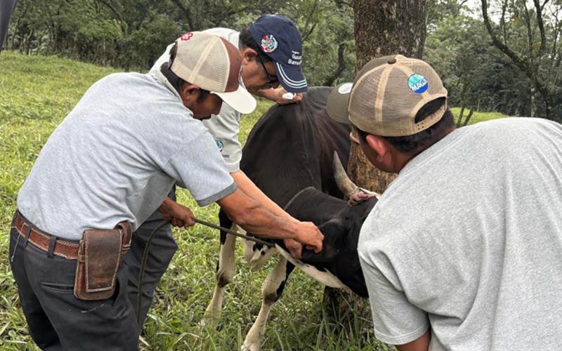 Brindan atención veterinaria a los animales de producción afectados por ceniza del volcán