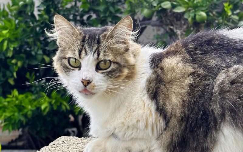Cuidar, esterilizar y prevenir el abandono: claves para el bienestar felino