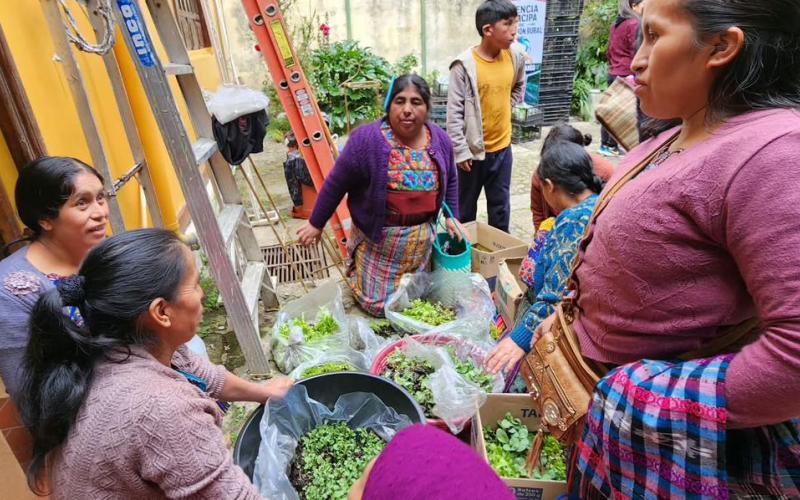 Familias de Momostenango reciben plántulas para establecer huertos familiares