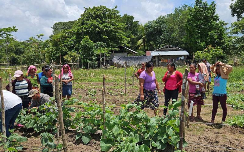 Asistencia técnica fortalece producción de huertos comunales en Petén 