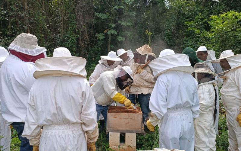 Productores apícolas fortalecen el control de Varroa para mejorar la sanidad de las colmenas