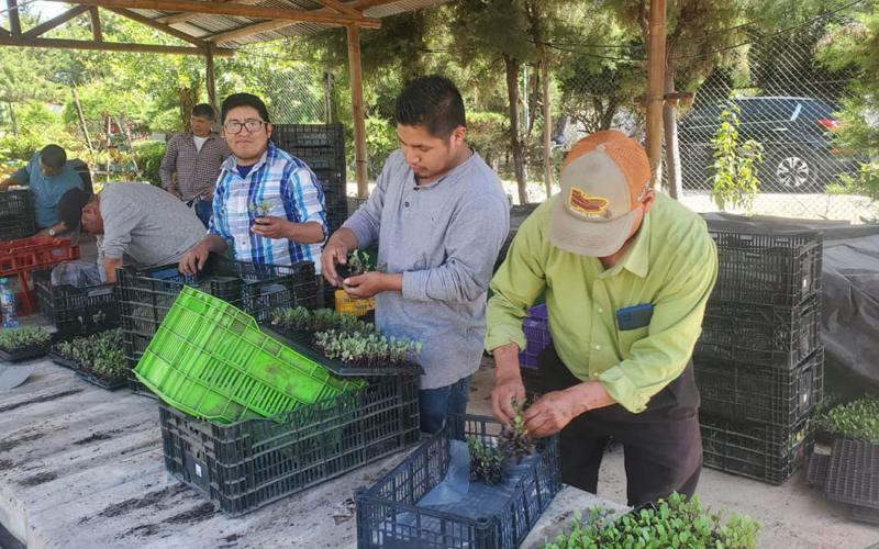 Familias agricultoras reciben plántulas para producir alimentos frescos
