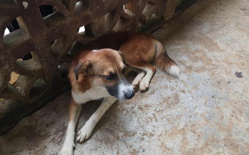 Atienden casos de Gusano Barrenador en perros