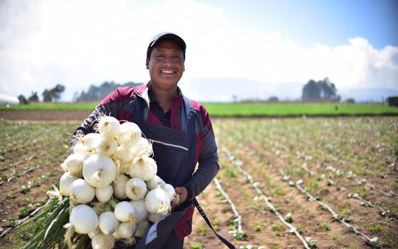 Como cultivar cebolla blanca en casa