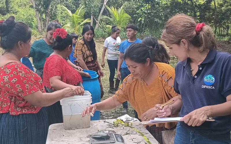 Productores mejoran manejo de tilapia en Sayaxché