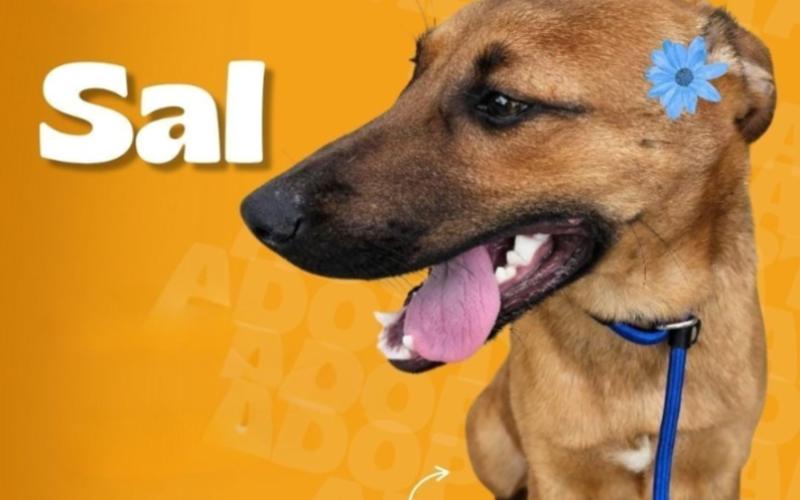 Conoce a Sal, Fanny y Princesa