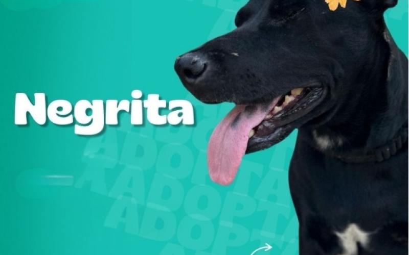 Checha, Negrita y Tunca desean un buen hogar