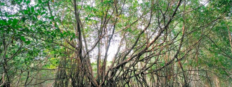 Fotografía de mangle rojo