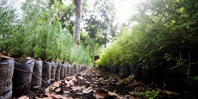 arboles, bosque, reforestación