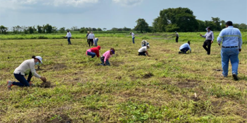 sembrando árboles