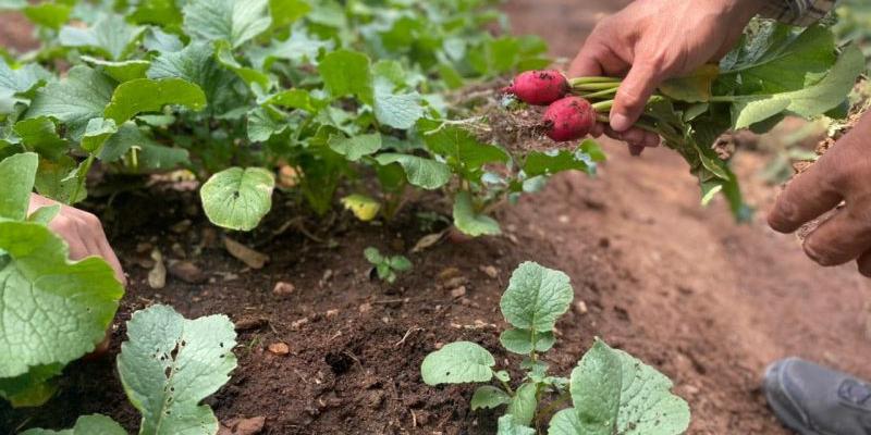 Secretaría de Seguridad Alimentaria y Nutricional 