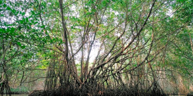 Fotografía de mangle rojo