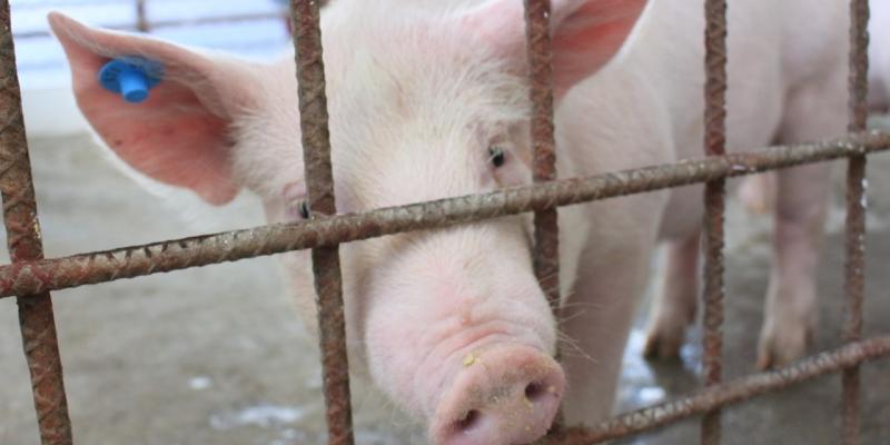 Guatemala en alerta para evitar ingreso de la Peste Porcina Africana 