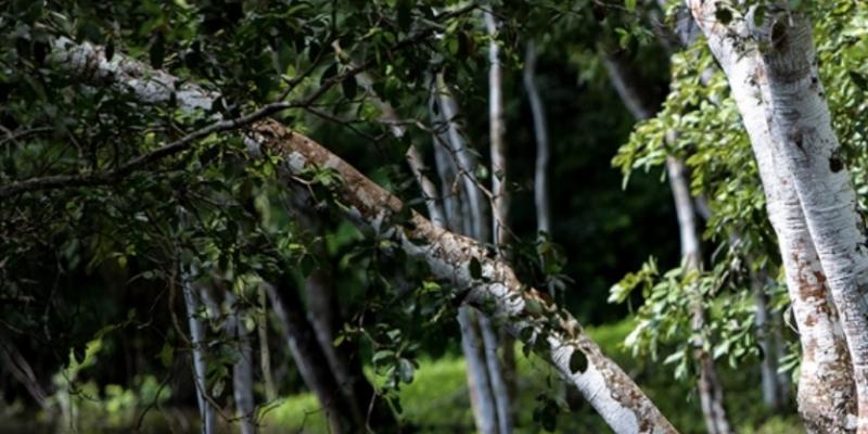 Los humedales son áreas terrestres saturadas o inundadas de agua, ricos reservorios de biodiversidad que albergan el 40 por ciento de las especies vegetales y animales del planeta.