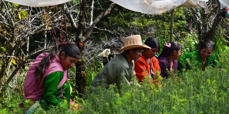Personas beneficiadas de los incentivos forestales PINPEP.