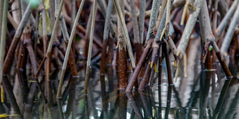 El mangle es un tipo de bosque de gran importancia para el planeta.