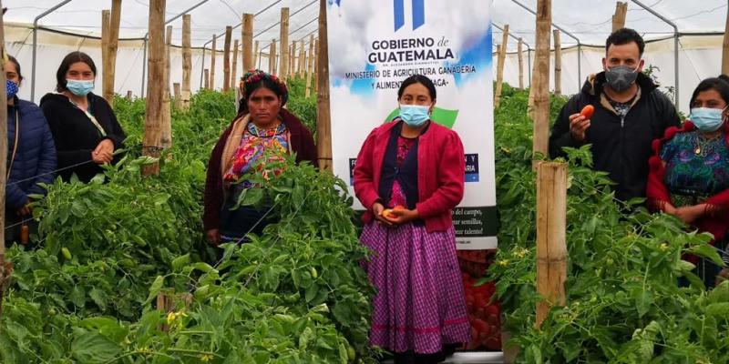 MAGA invierte Q2.7 millones en actividad agrícola de Quetzaltenango