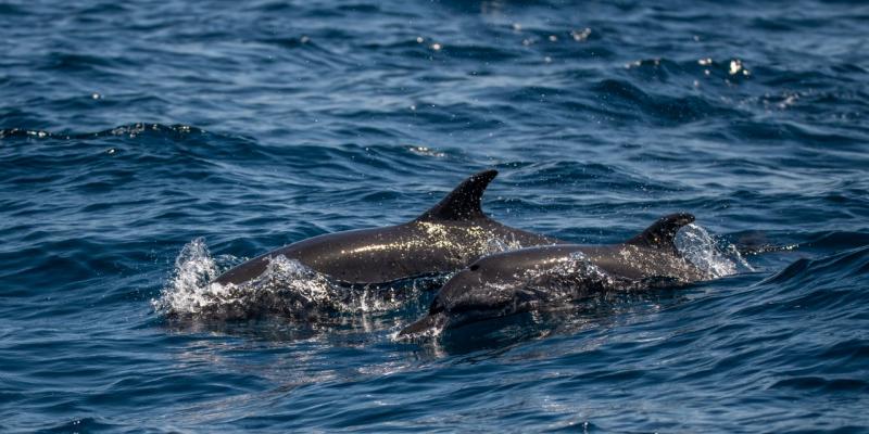  ¡Conservemos la vida marina, ayudemos a conservar a las ballenas y delfines!