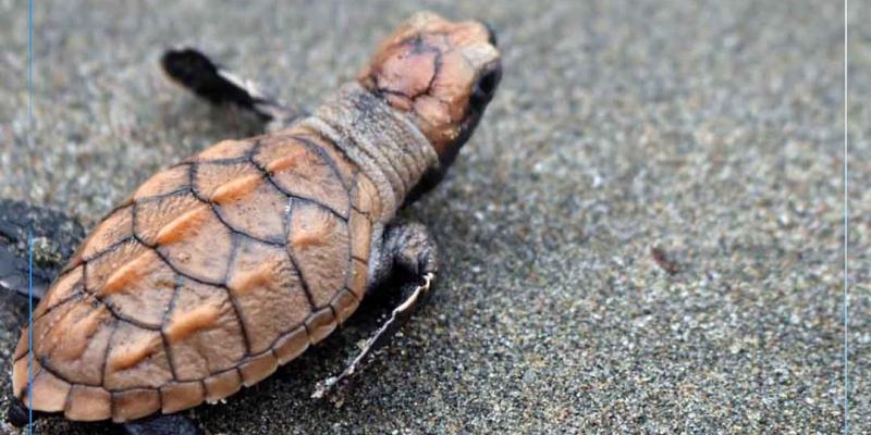 ¡Protejamos la vida marina, conservemos las tortugas marinas!