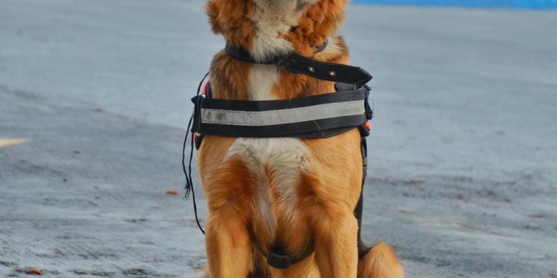 Dragón en las instalaciones de la Secretaría Ejecutiva de la CONRED.