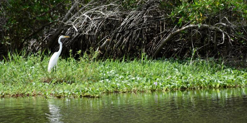 El ecosistema manglar es hogar y refugio de diversidad de aves. 