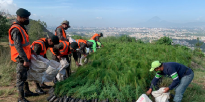 Ejército de Guatemala efectúa reforestación en la colonia Cipresales, zona 18