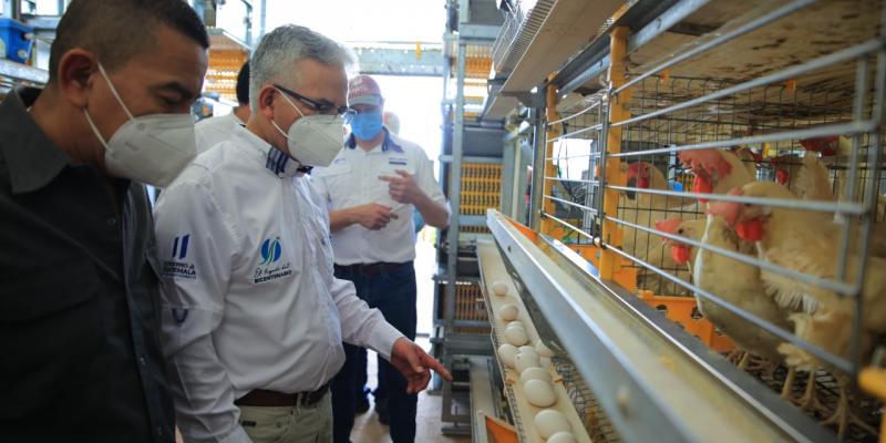 Producción avícola inyecta desarrollo a familias de Taxisco, Santa Rosa