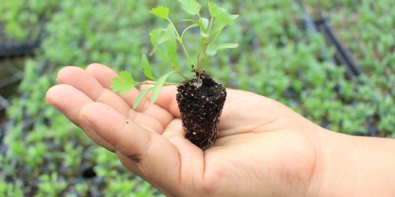 El MAGA entrega pilones para fortalecer las capacidades productivas de los agricultores