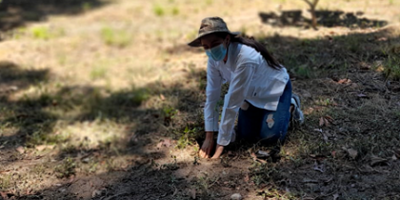 Reforestemos Guatemala plantará tres millones de árboles durante el 2021