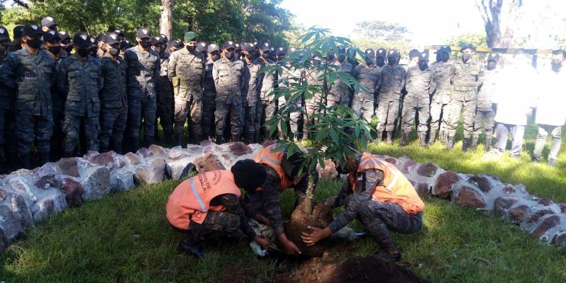 Ejército de Guatemala ha plantado más de 150 ejemplares del árbol nacional Ceiba