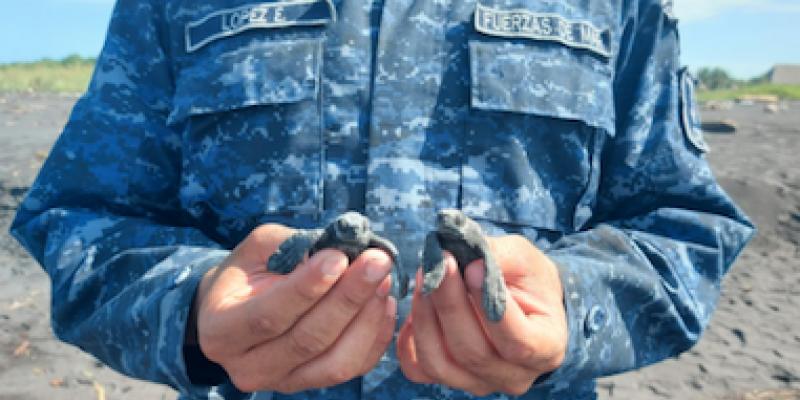 Ejército de Guatemala apoya conservación de la tortuga marina
