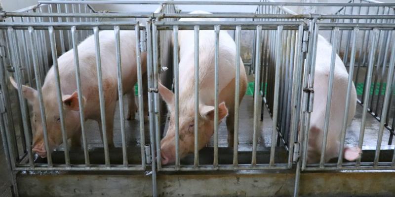 Guatemala busca declaración de país libre de Peste Porcina Clásica