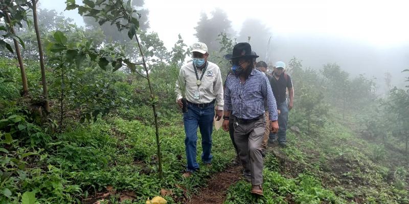 Miles de familias se benefician con los incentivos forestales. 