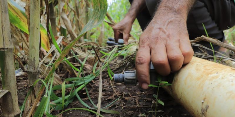 El MAGA fortalece las capacidades productivas de los agricultores.