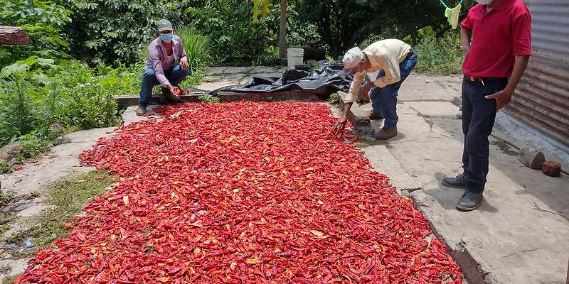 Campesinos proyectan  cosechar 30 quintales de chile
