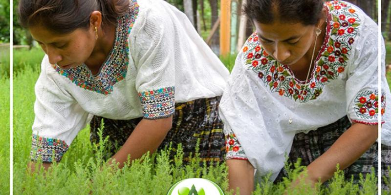 Mujeres trabajando en el sector forestal de Guatemala 