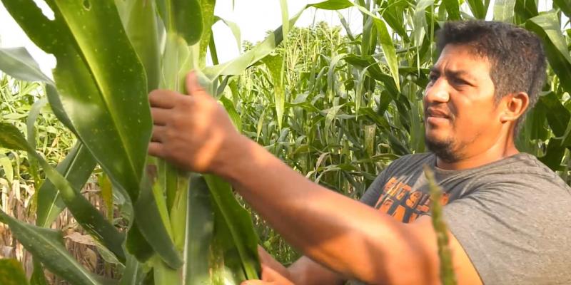 El MAGA fomenta las capacidades productivas en el área rural