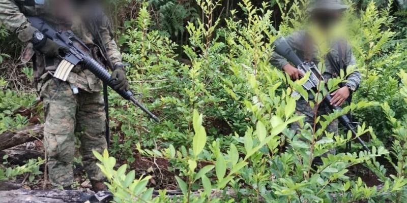 Erradicación de ilícitos en El Estor, Izabal