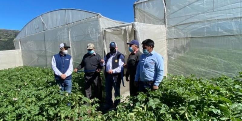 MAGA fortalece producción de papa en San Marcos y Quetzaltenango