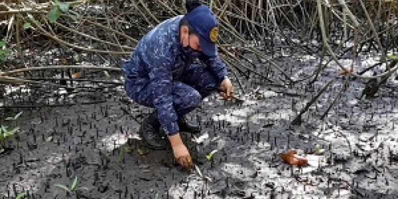 Unidades navales participaron en la reforestación de mangle rojo.