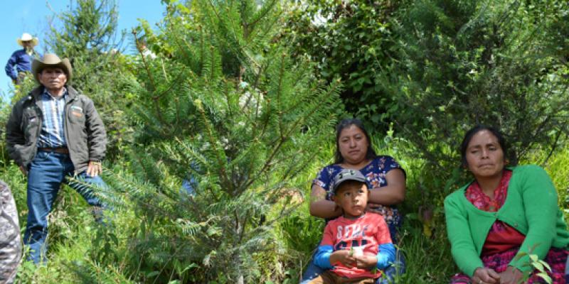 Fotografía de beneficiarios de incentivos forestales 