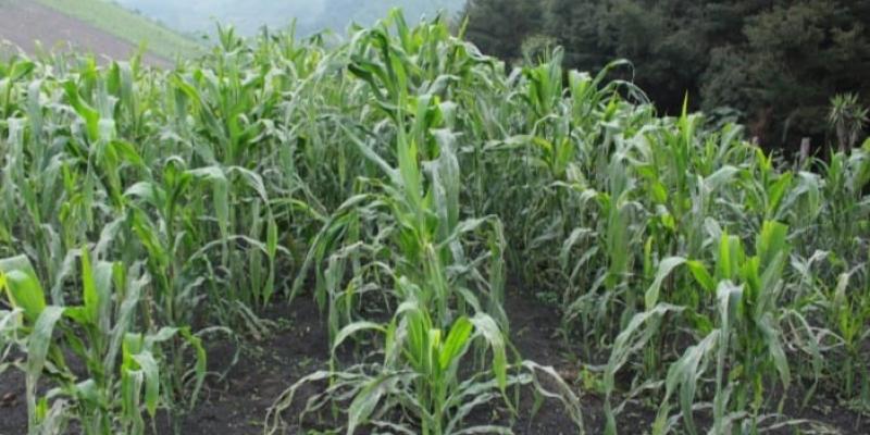 El frío por las noches y madrugadas predominará esta semana