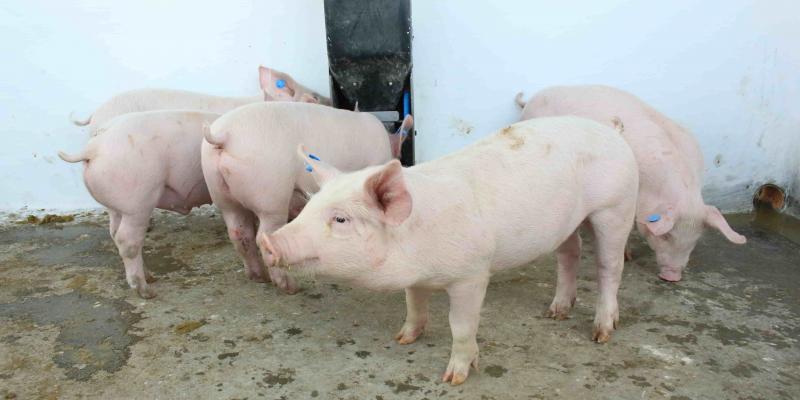 MAGA garantiza protección para la producción de cerdos en Guatemala