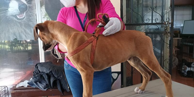 El MAGA rescata 31 animales en Quetzaltenango 